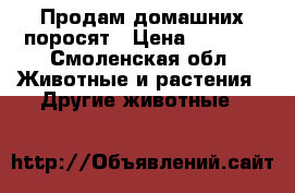 Продам домашних поросят › Цена ­ 4 000 - Смоленская обл. Животные и растения » Другие животные   